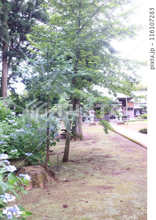 アジサイ寺、市原市 116107283