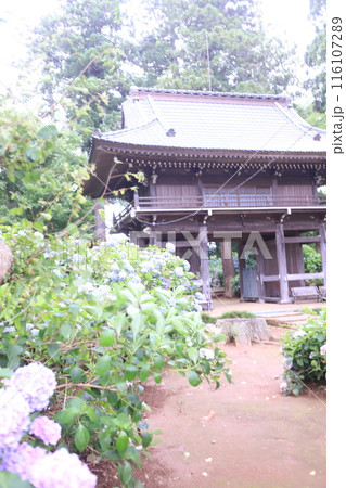 アジサイ寺、市原市 116107289