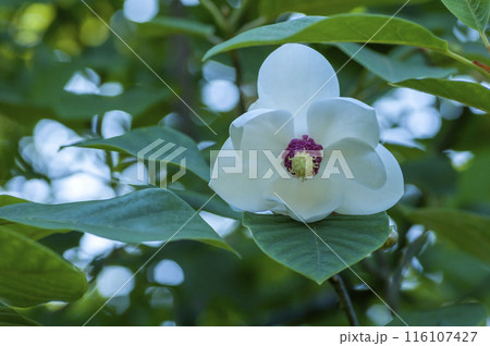 オオヤマレンゲ オオヤマレンゲ 116107427