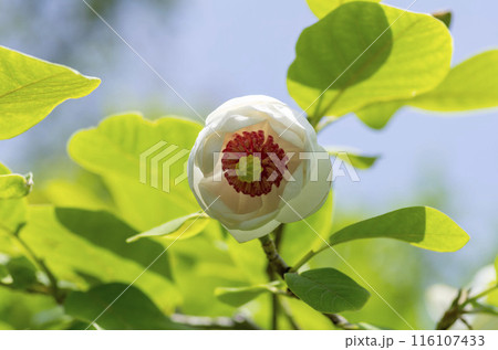 オオヤマレンゲ 116107433