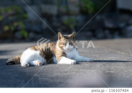 路上でくつろぐ猫 路上でくつろぐ猫 116107484