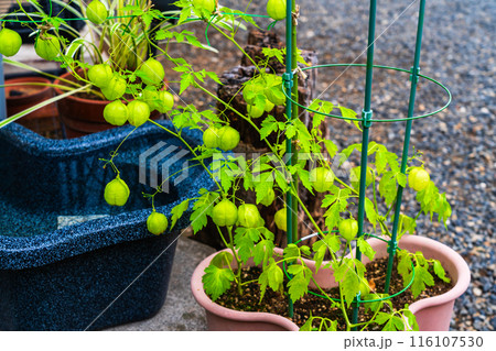 夏の園芸　フウセンカズラ 116107530