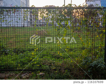 Thick wire fence in ivy. Human and nature. Mesh in ivy. Thick wire fence in ivy. Human and nature. Mesh in ivy. 116107699