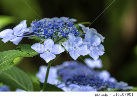 ガクアジサイ 116107901