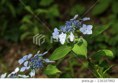ガクアジサイ 116107902