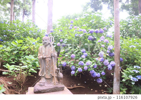 アジサイ寺、市原市 アジサイ寺、市原市 116107926