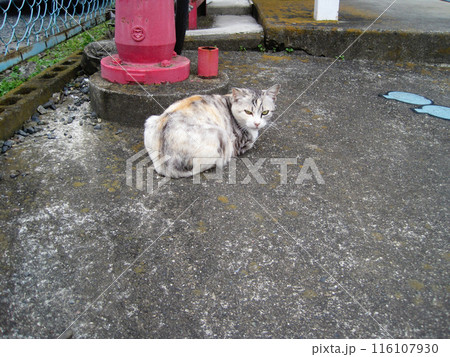 パステル三毛の野良猫 パステル三毛の野良猫 116107930