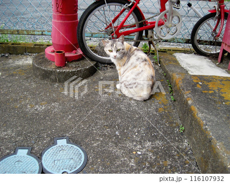パステル三毛の野良猫 パステル三毛の野良猫 116107932