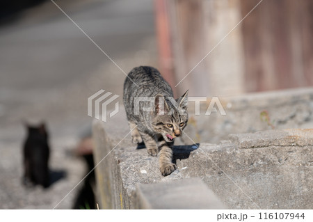 歩いてくる子猫　キジトラ猫 116107944