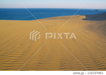 鳥取砂丘馬の背の風紋と日本海の風景　 116107961