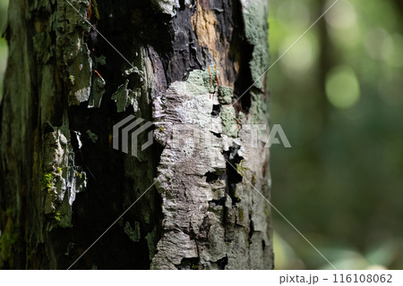 自然の樹木の表面 116108062