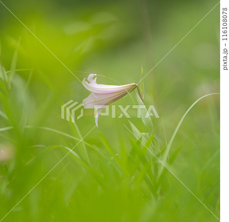 ササユリ ササユリ 116108078