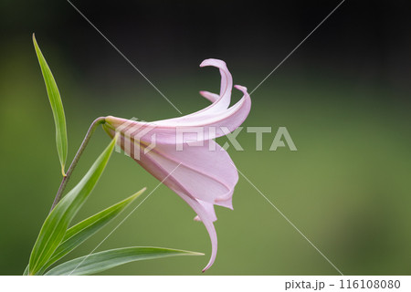 ササユリ 116108080