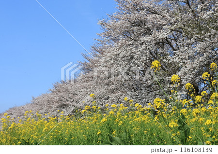 埼玉県比企郡吉見さくら堤公園の風景 埼玉県比企郡吉見さくら堤公園の風景 116108139