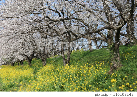 埼玉県比企郡吉見さくら堤公園の風景 埼玉県比企郡吉見さくら堤公園の風景 116108145