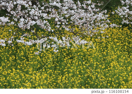 埼玉県比企郡吉見さくら堤公園の風景 116108154