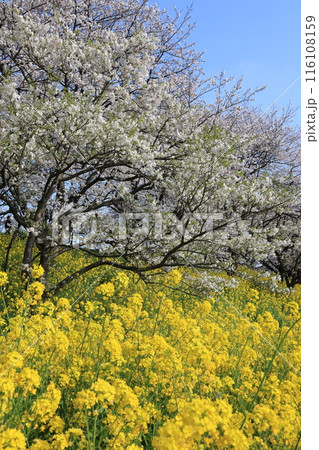 埼玉県比企郡吉見さくら堤公園の風景 116108159