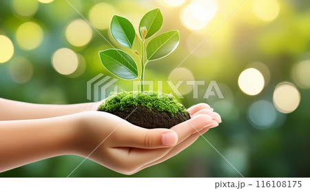 環境保護イメージ　森林 116108175