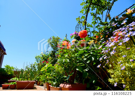ルーフバルコニー カラフルフラワーガーデン ルーフバルコニー カラフルフラワーガーデン 116108225