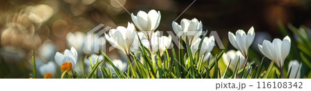 Vibrant Spring Flower Bloom in Sunlit Garden 116108342