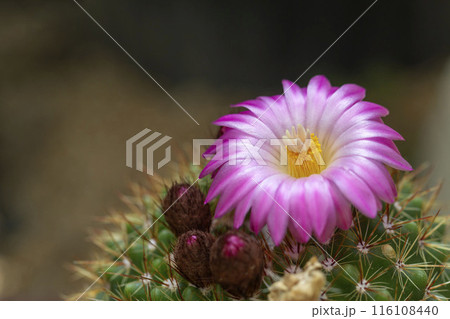 サボテンの花 116108440