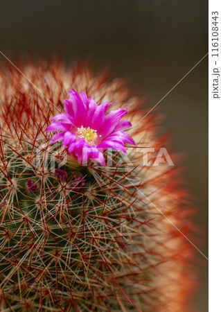 サボテンの花 116108443
