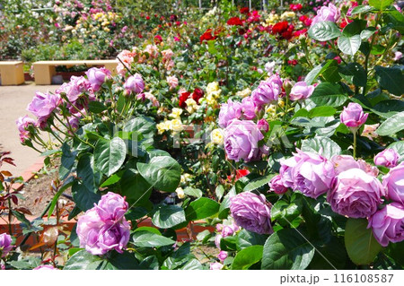 バラ　カインダブルー 116108587