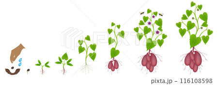 Cycle of growth of sweet potato plant on a white background. 116108598