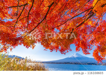 【富士山素材】秋の河口湖から見る冠雪した富士山と紅葉【山梨県】 【富士山素材】秋の河口湖から見る冠雪した富士山と紅葉【山梨県】 116108603