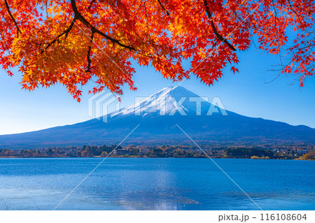 【富士山素材】秋の河口湖から見る冠雪した富士山と紅葉【山梨県】 【富士山素材】秋の河口湖から見る冠雪した富士山と紅葉【山梨県】 116108604