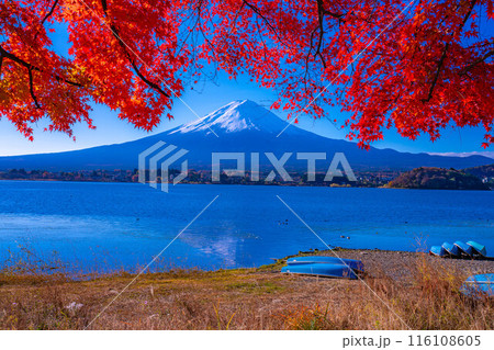 【富士山素材】秋の河口湖から見る冠雪した富士山と紅葉【山梨県】 【富士山素材】秋の河口湖から見る冠雪した富士山と紅葉【山梨県】 116108605