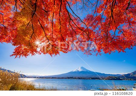 【富士山素材】秋の河口湖から見る冠雪した富士山と紅葉【山梨県】 【富士山素材】秋の河口湖から見る冠雪した富士山と紅葉【山梨県】 116108620