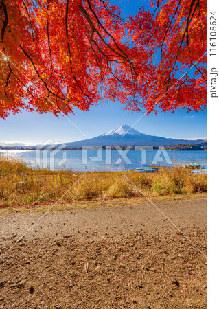 【富士山素材】秋の河口湖から見る冠雪した富士山と紅葉【山梨県】 【富士山素材】秋の河口湖から見る冠雪した富士山と紅葉【山梨県】 116108624