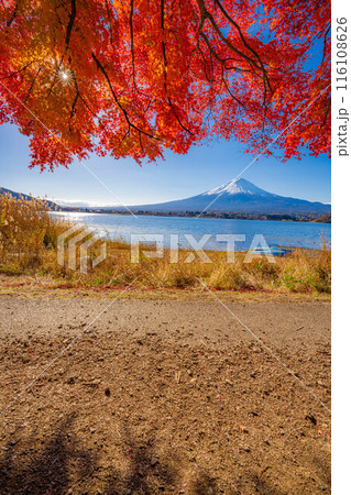 【富士山素材】秋の河口湖から見る冠雪した富士山と紅葉【山梨県】 116108626