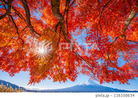 【富士山素材】秋の河口湖から見る冠雪した富士山と紅葉【山梨県】 【富士山素材】秋の河口湖から見る冠雪した富士山と紅葉【山梨県】 116108634