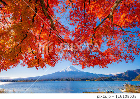 【富士山素材】秋の河口湖から見る冠雪した富士山と紅葉【山梨県】 116108638
