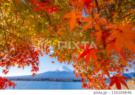 【富士山素材】秋の河口湖から見る冠雪した富士山と紅葉【山梨県】 【富士山素材】秋の河口湖から見る冠雪した富士山と紅葉【山梨県】 116108646