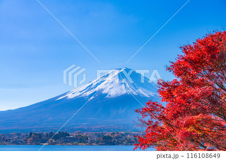 【富士山素材】秋の河口湖から見る冠雪した富士山と紅葉【山梨県】 116108649