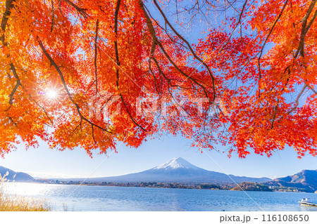 【富士山素材】秋の河口湖から見る冠雪した富士山と紅葉【山梨県】 【富士山素材】秋の河口湖から見る冠雪した富士山と紅葉【山梨県】 116108650