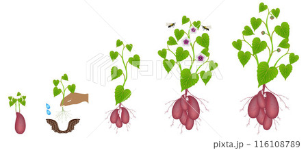 Growth cycle of sweet potato plants on a white background. Growth cycle of sweet potato plants on a white background. 116108789