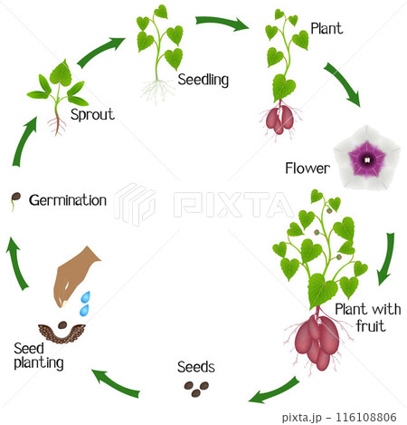 Life cycle of sweet potato plant on a white background. 116108806