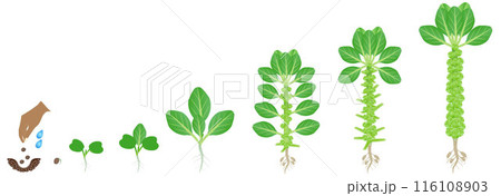 Cycle of growth of brussels sprouts plant on a white background. 116108903
