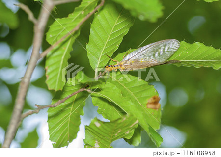 ヘビトンボ 116108958
