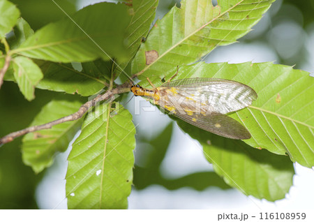 ヘビトンボ 116108959