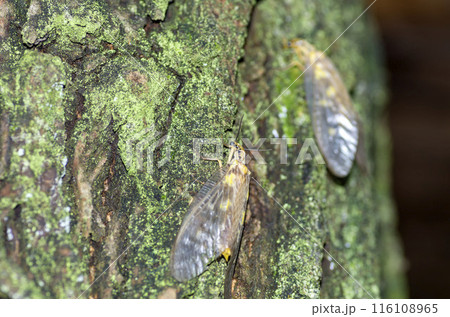 ヘビトンボ 116108965