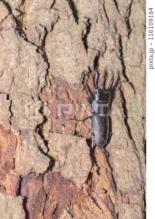 ヒラタクワガタ 116109184