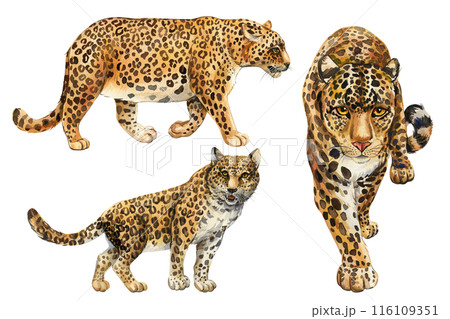 Leopard watercolor set isolated white background, realistic hand-drawn jaguar. African cute animal Wild big cat clipart Leopard watercolor set isolated white background, realistic hand-drawn jaguar. African cute animal Wild big cat clipart 116109351