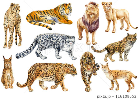 Wild cats set, animals watercolor painting. leopard, jaguar, lynx, lion, tiger and snow leopard. Wildlife animal clipart Wild cats set, animals watercolor painting. leopard, jaguar, lynx, lion, tiger and snow leopard. Wildlife animal clipart 116109352