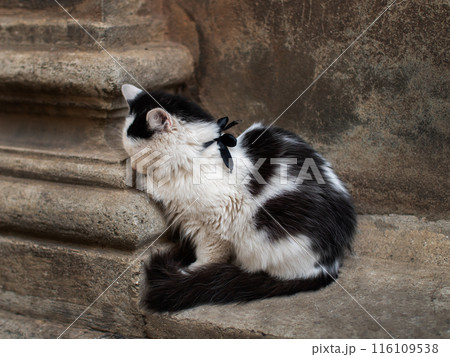 Homeless Cat Resting on Stone Step 116109538