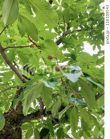 トチノミ_6月の緑の葉の間に覗く栃の実 トチノミ_6月の緑の葉の間に覗く栃の実 116109543